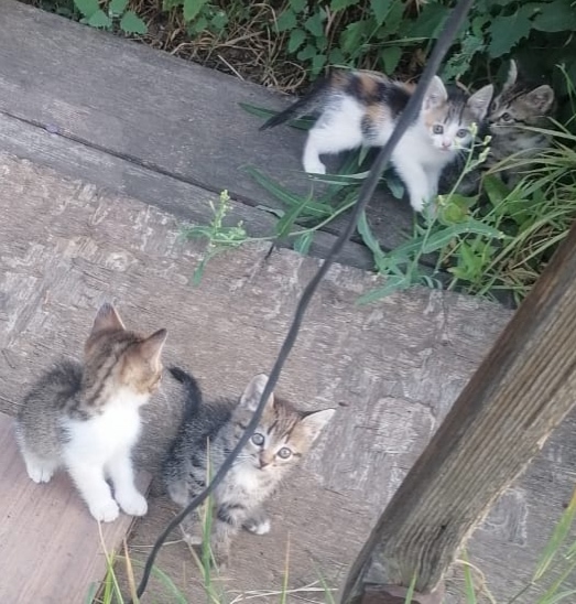 отдам котят, игривые, ласковые
8 (901) 112-35-24
анонимно