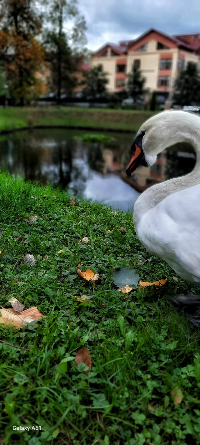 Осень 🍁 Карякинский парк ❤
📷 Людмилы Басовой