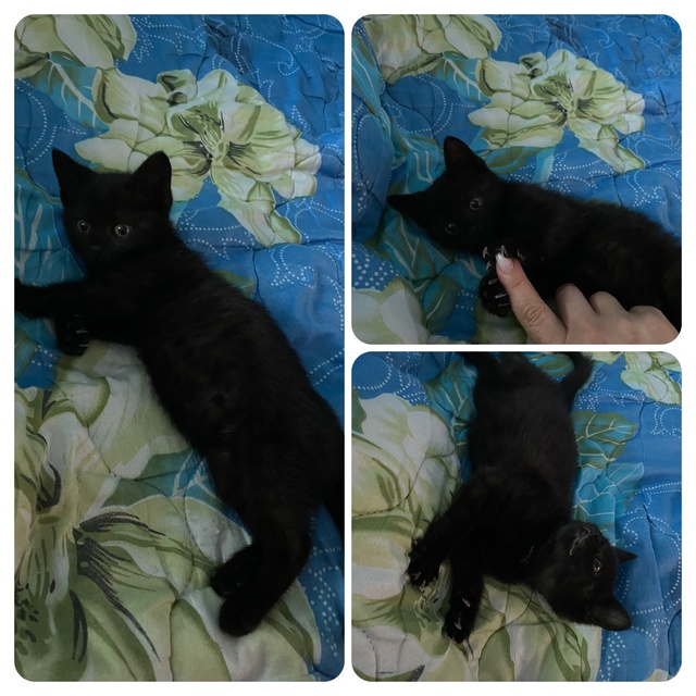 У нас прибился котенок, девочка.
Приучена к лотку, игри?...