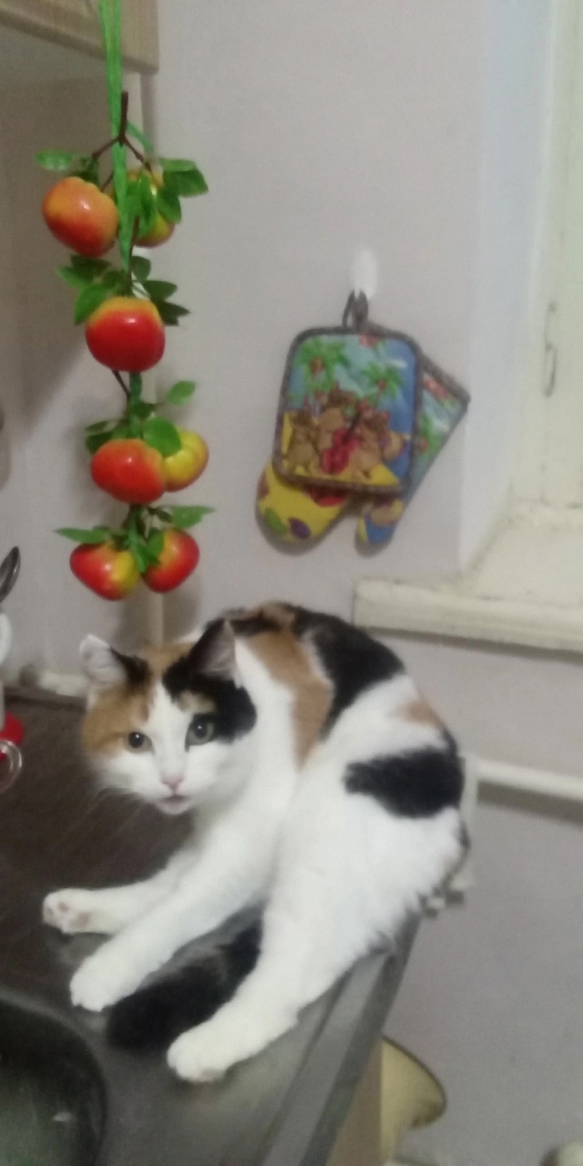 Пропала кошечка по ул.Ленина 42.Ушла и не пришла.Уже пят?...
