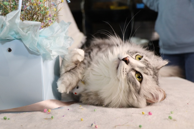 Витас⭐️шикарный крупный кот с наикрасивейшей шевелю?...