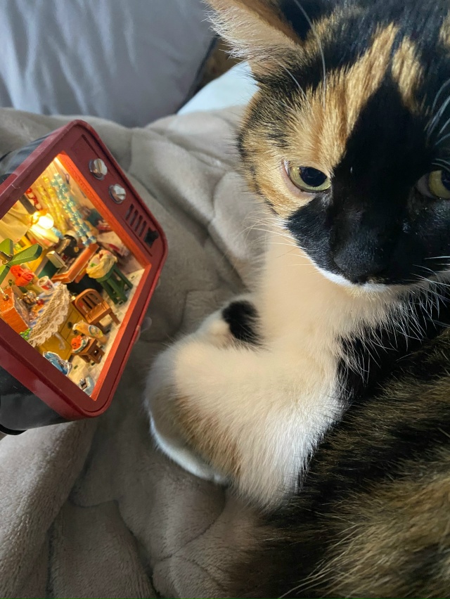 Милая кошка, правда?
Наша любимица и красавица, эта кош?...