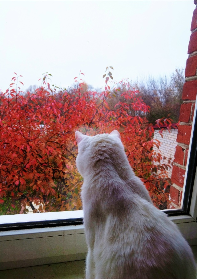 У котиков свой 