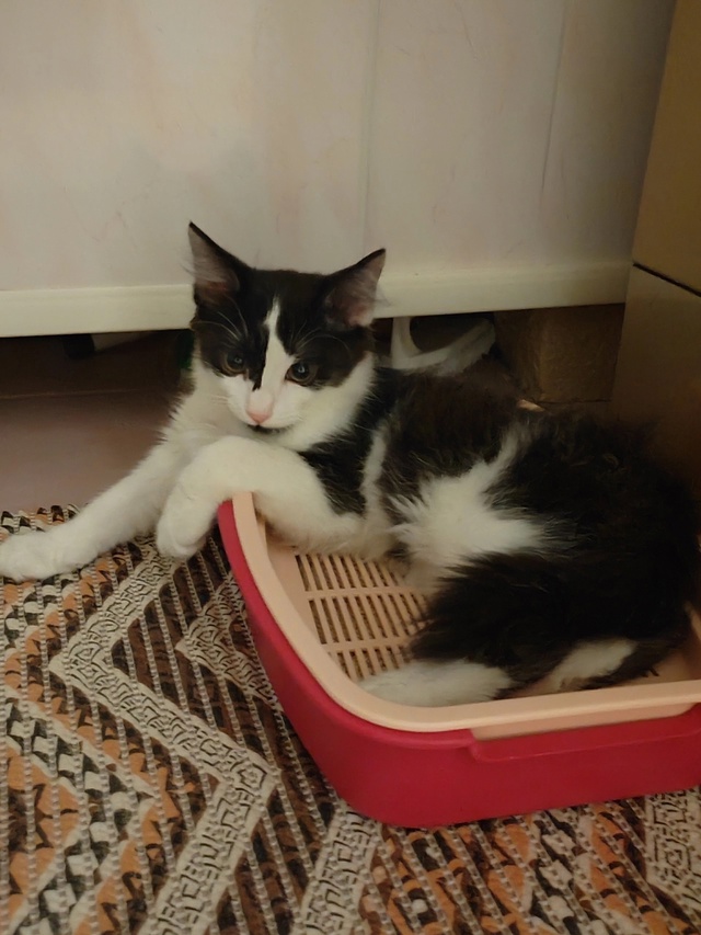 Ищем верных хозяев❤️
Котенок, 5 месяцев, мальчик.
Куша?...