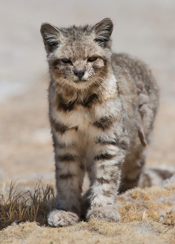 Так выглядит Андская кошка — один из самых редких и малоизученных хищников на планете
Эта дикая кош
