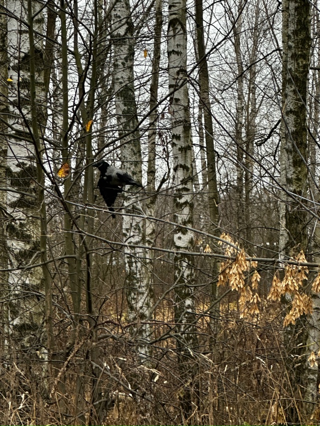 Напротив дома по адресу Ярославская 79, через дорогу, уж...