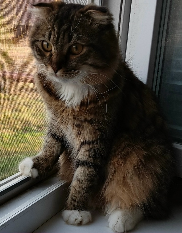 Аноним.пропал кот возможно выпал с балкона, Кот д?...