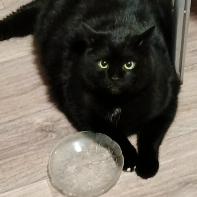 Аферист - тарелочник