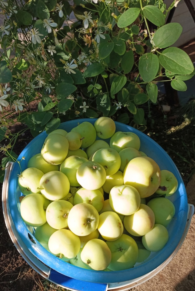 Продам оочень вкусные , сладкие яблоки!! Звоните 89878892096