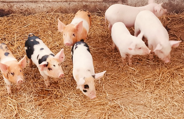 Продам поросят 89228245091