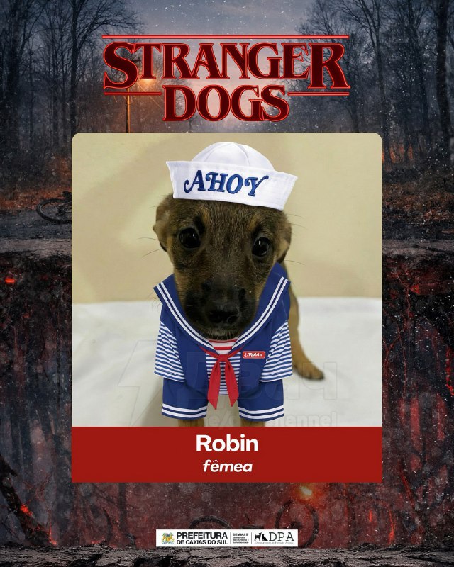 Бразильский приют представил щенков в образах героев «Очень странных дел», чтобы найти им хозяев
Ба