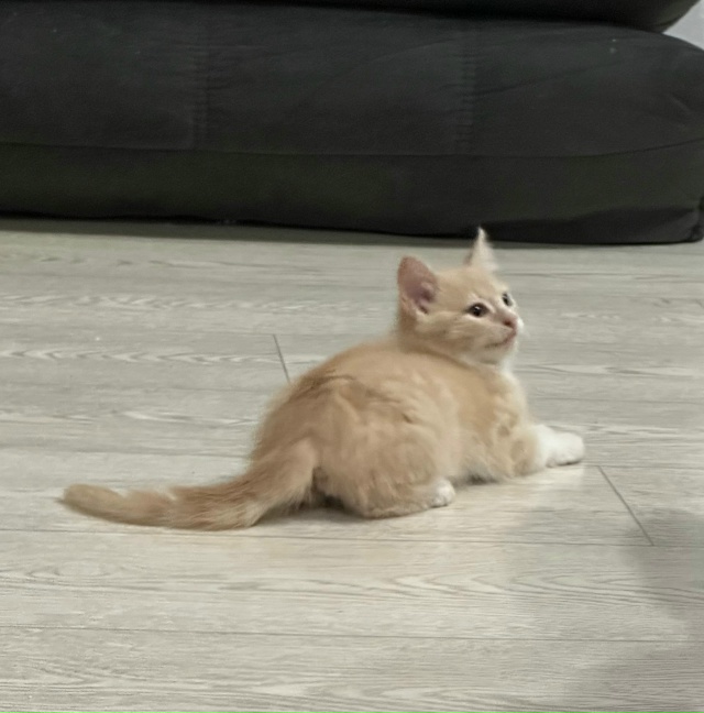 Котята в добрые руки, им примерно 3 месяца.
Были найдены...