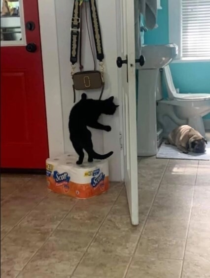 Джеймс Кот 007😂