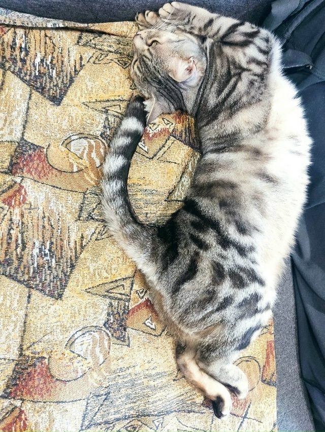 Кошачья красота и грация.