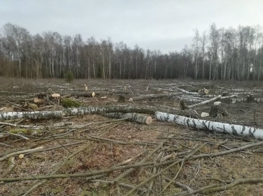 🌲 В д. Какузево Раменского округа вырубают 14 га леса —...
