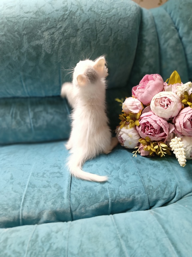 Милый трогательный кошачий ребенок девочка Зефирка😍 ...