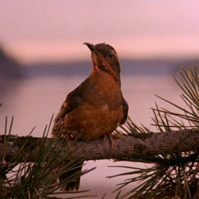 Сейчас бы кофейку с вишневым пирогом.
«Твин Пикс»