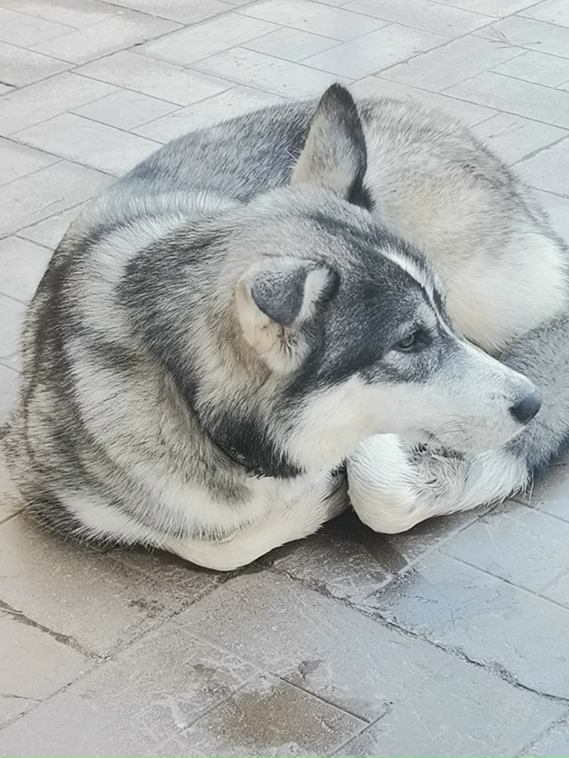 Чья девочка? Гуляет на территории второй площадки п/я,, ...