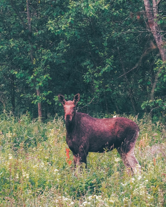 Утренний лосяш у реки Сутка 🦌
📷 Сергей Чекалов
