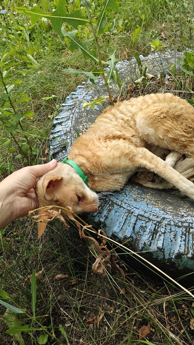 Никто не терял кота? Пока бывает на Ткачева 16-18