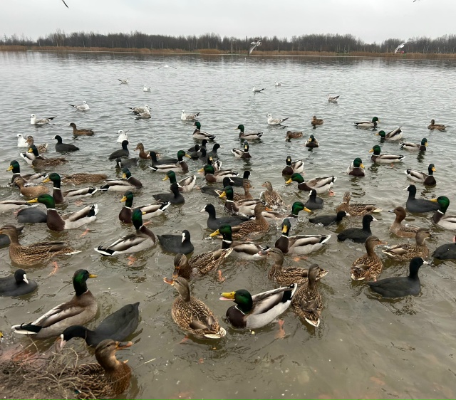 Утиные истории