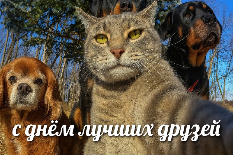 Сегодня отмечается День лучших друзей
Поздравляй своих кентов