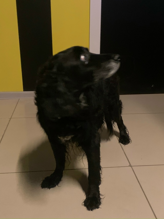 Никто не терял собаку, пришла в клуб Colizeum