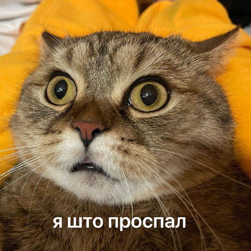 Када с утра думаешь, что проспал, но потом вспоминаешь, что ты кот и тебе никуда не надо