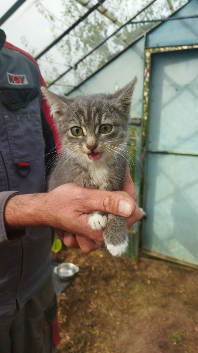 В с. Сидоровское прибился котёнок. Красивый, дымчатый. ?...