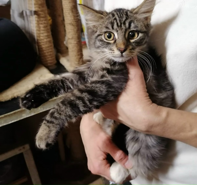 ❓?Может кто возьмет этого котика на доживание? Видно,...