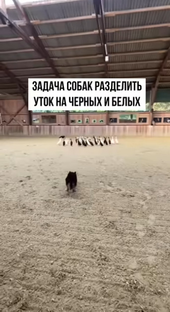 Может кто-нибудь объяснить, как у них это получилось?