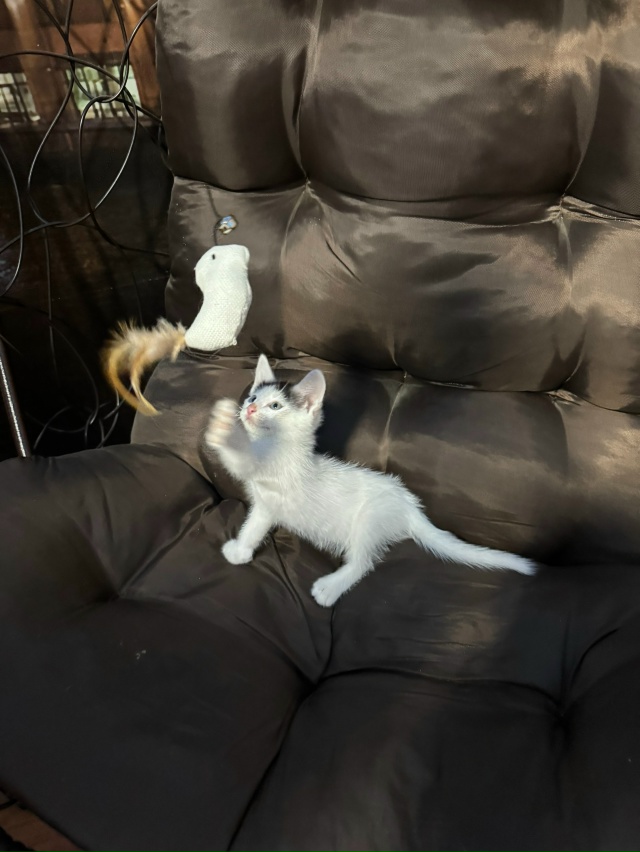 Ищут любящих хозяев котята. Были найдены на улице, куша...