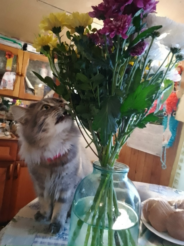 Любительница цветов .
Кусь, на пробу 😄
Кошка Филя.