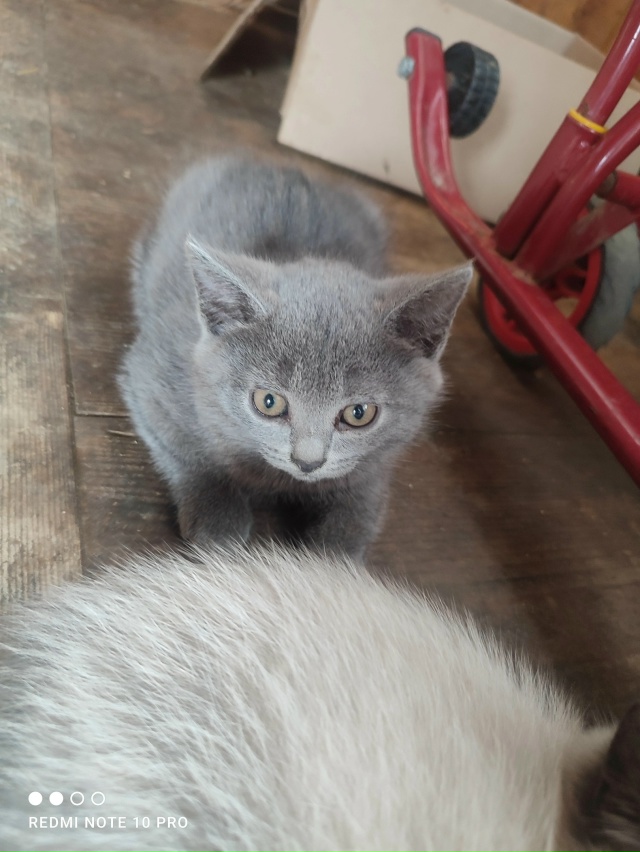 Отдам котят в добрые руки. К лотку приучены.
Один мальч?...