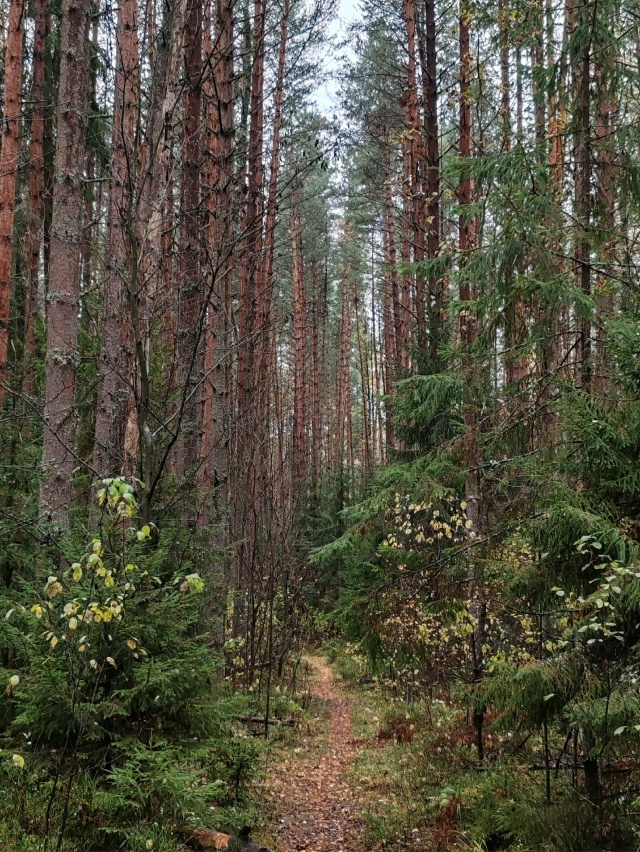 Тихая охота ❤️
16.10.2025г.
г. Рыбинск