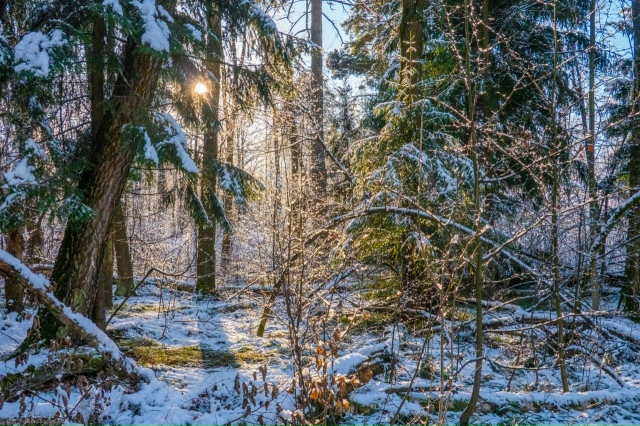 Парк «Лосиный остров»
Лосиный остров расположен на т...