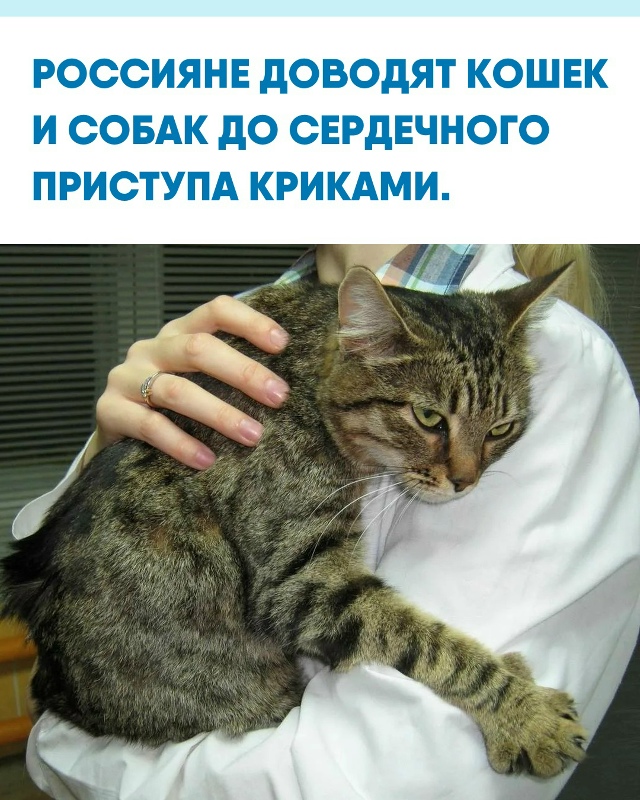 Ветеринары зафиксировали рост числа случаев, когда до?...