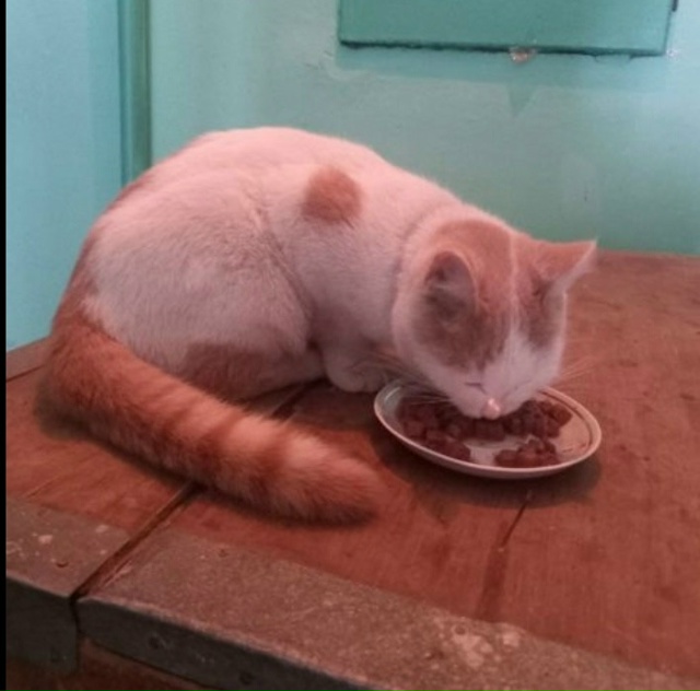 Пропал кот, прошло 2 дня так домой и не пришел, в районе ?...