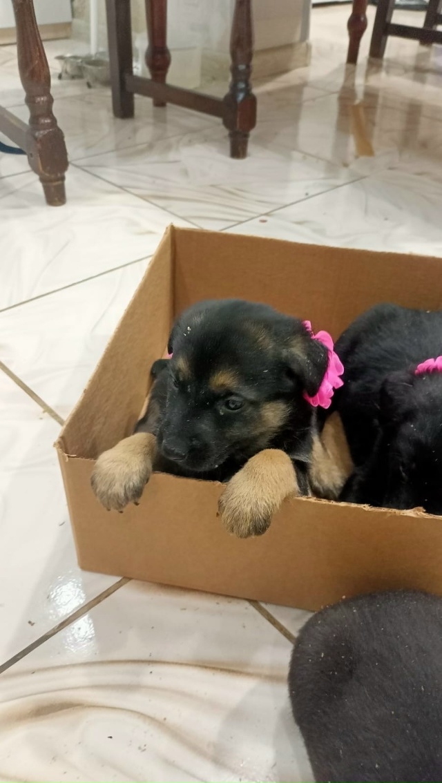 Отдам в хорошие руки щенков, 4 девочки, 2 мальчика, возра...