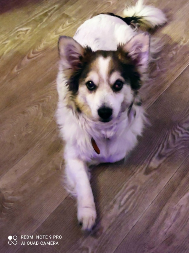 Пропала собака. Телефон 89319638260.