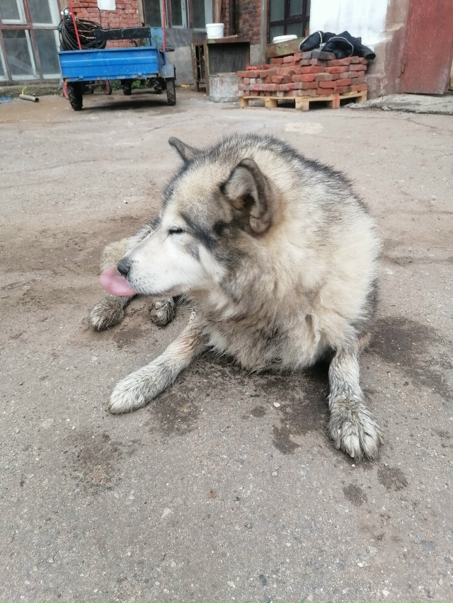 Уважаемые жители! Может кто узнаёт своего Красавца, на?...