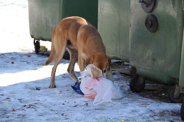Отстрел бродячих собак предлагают вернуть в Госдуме
С...