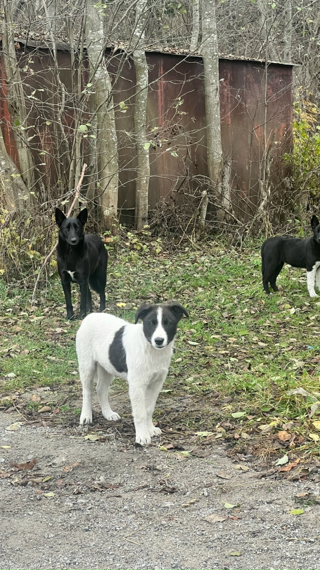 Хорошенькие с необычным окрасом, красивые щенята ищут ...