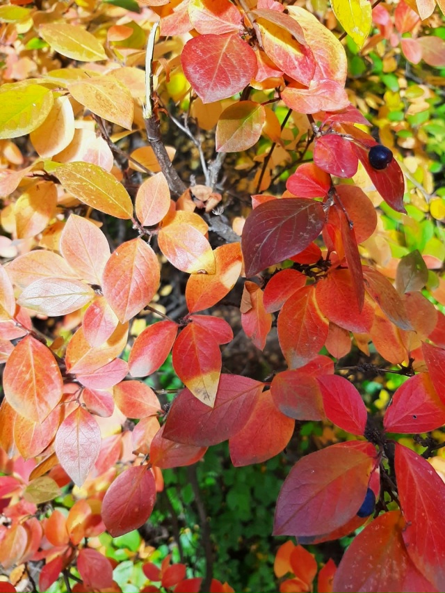 ??Улыбка осени. Успеваем наслаждаться! Лесопарк в че...