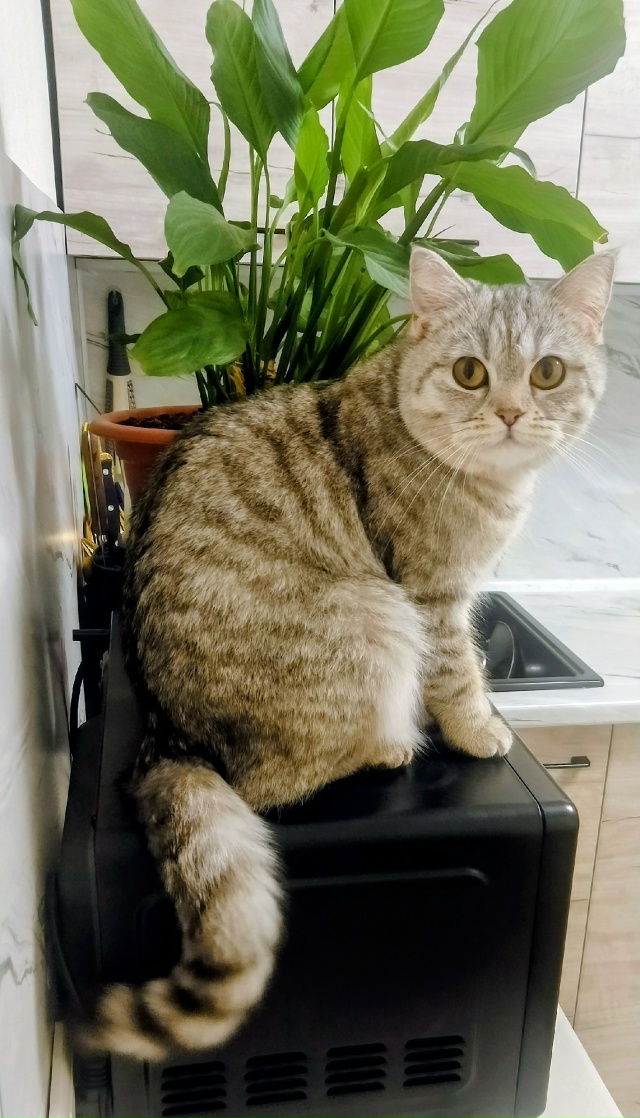 Помогите найти кошечку!!! Ранее пост выкладывал неизве?...