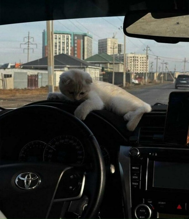 Жительница крупного города стала героиней вирусной ис...