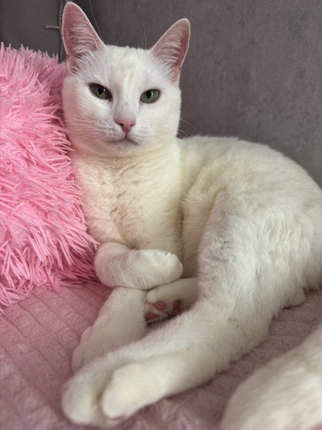 Мое кошачье семейство 😁 Митя , Сёма, Белочка, Белёк, Со?...