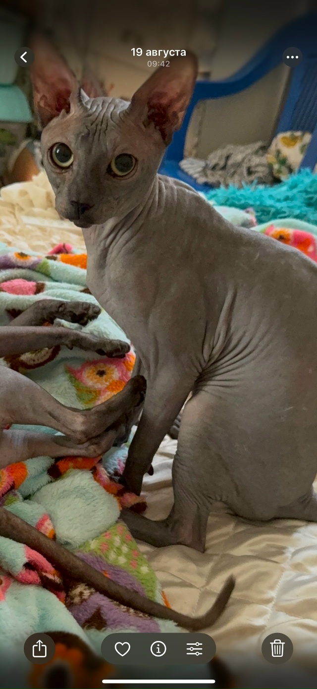 ‼️‼️‼️Потерялся кот в районе катыка . Зовут Саймон ?...