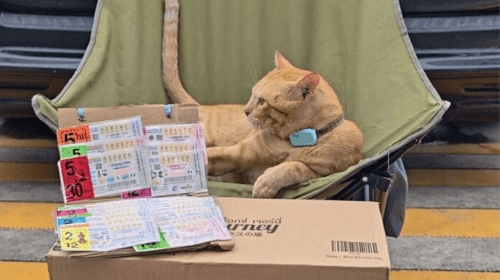 Кот Оранж, сотрудник автозаправки в Паттайе