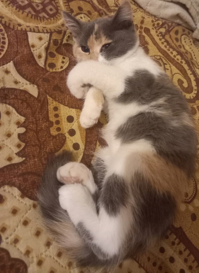 Добрый вечер))) Скажите пожалуйста чьи это котята бегаю...